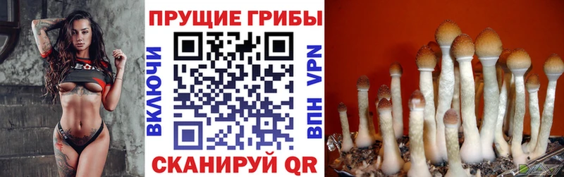 это телеграм  Электрогорск  Галлюциногенные грибы Magic Shrooms 